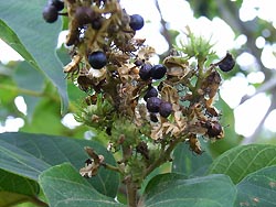 06_0921_akamgasiw.jpg