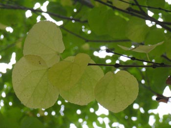 06_0921_katura2.jpg