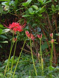 06_0925_higanbana2.jpg