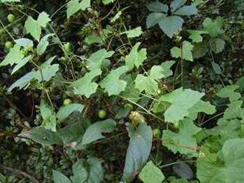 06_0927_suzumeuri2.jpg