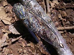 06_0929_tukutuku.jpg