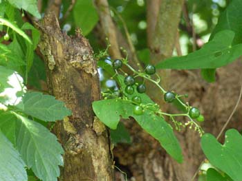 06_1004_amachazru4.jpg