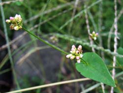 06_1026_akinouna1.jpg