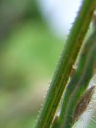 06_1026_akinouna4.jpg