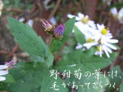 06_1106_nokon02.jpg