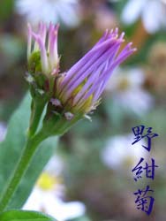 06_1106_nokon03.jpg
