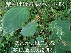 06_1106_sirayama3.jpg