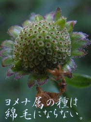 06_1107_k_yomena05.jpg