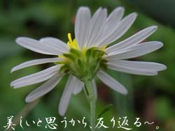 06_1107_yugagiku2.jpg