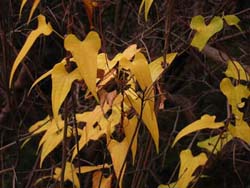 06_1111_yamanoimo.jpg