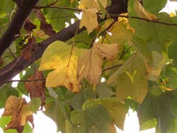 06_1112_yurinoki1.jpg