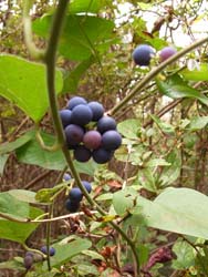 06_1117_aotudura.jpg