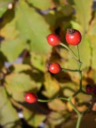 06_1122_noibara1.jpg
