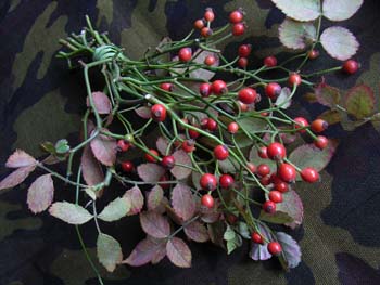 06_1122_noibara2.jpg