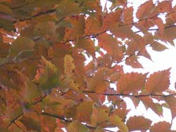 06_1129_keyaki4.jpg