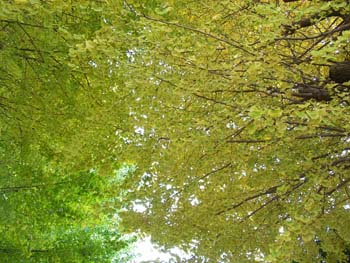 06_1203_icho2.jpg