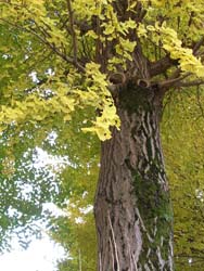 06_1203_icho3.jpg