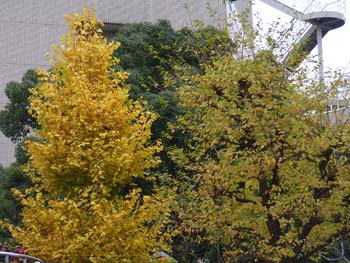 06_1204_icho_ego.jpg