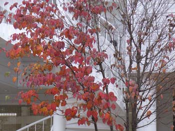 06_1204_yamabosi.jpg
