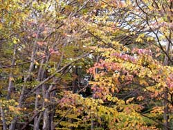 06_1206_zokibayasi.jpg