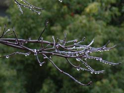 06_1210_amatubu1.jpg