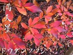 06_1210_dodan.jpg