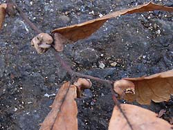 06_1215_keyaki5.jpg