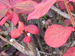 06_1221_nisikigi2.jpg