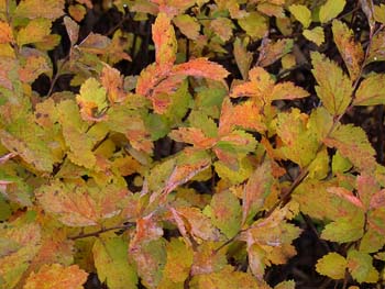 06_1221_simotuke1.jpg