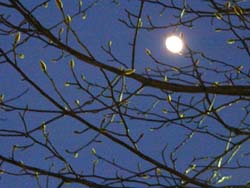 06_1231_kobusi.jpg