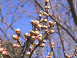 07_0109_hakubai1.jpg