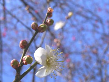 07_0109_hakubai2.jpg