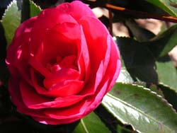 07_0109_kantubaki.jpg