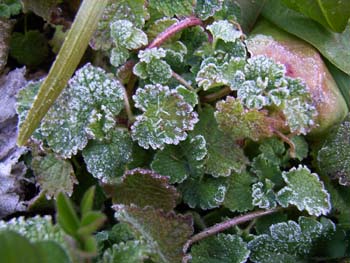 07_0115_kusa_simo.jpg