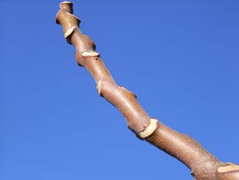 07_0117_niwaurusi.jpg