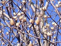 07_0119_yurinoki3.jpg