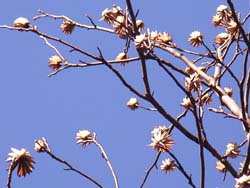 07_0119_yurinoki4.jpg