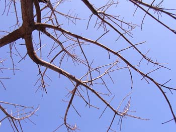 07_0120_totinoki6.jpg