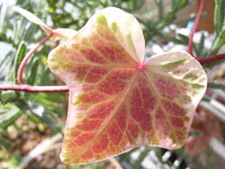 07_0123_hedera1.jpg