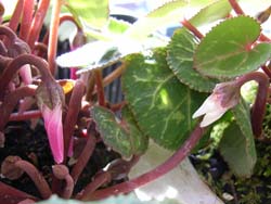 07_0124_cyclamen2.jpg