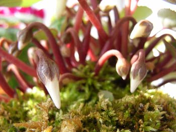 07_0124_cyclamen3.jpg