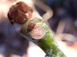 07_0125_aogiri1.jpg