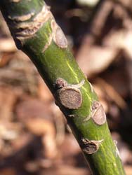 07_0125_aogiri2.jpg