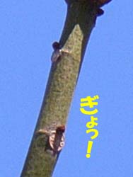 07_0125_aogiri8.jpg