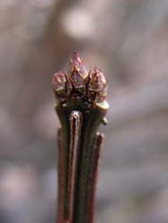 07_0202_nisikigi3.jpg