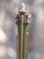 07_0202_nisikigi4.jpg