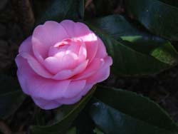 07_0204_otome.jpg