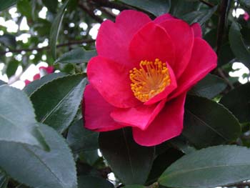 07_0204_sazanka.jpg