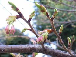 07_0214_kawazu2.jpg