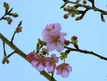 07_0214_kawazu4.jpg